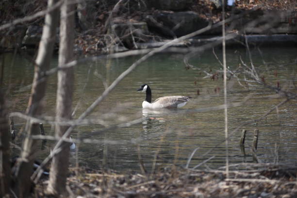 istock Canadian Geese 830567468