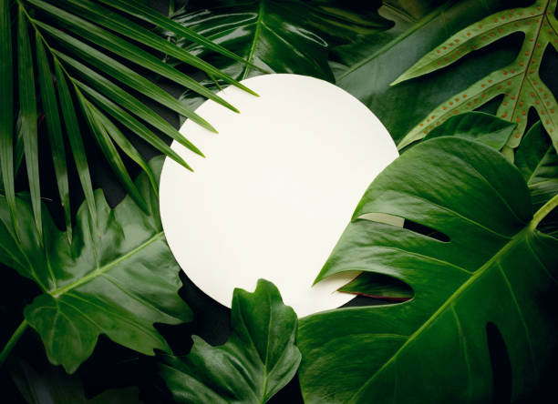 istock Real leaves with white copy space background.Tropical Botanical concept 830567554