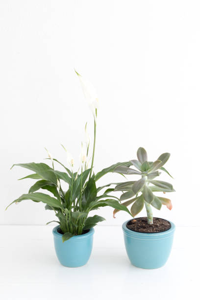 istock White peace lily and Graptopetalum succulent in blue plant pots 830573732