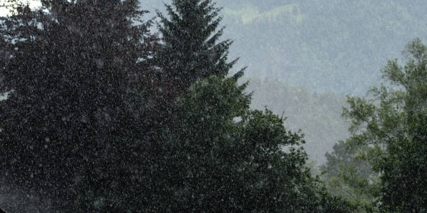 istock Summer rain in backlight in front of conifers 830587502