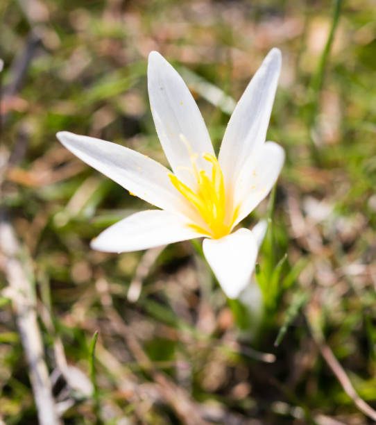istock Beautiful snowdrop flower on nature in spring 830592622