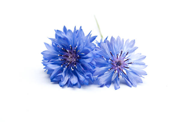 corn-flower on white background closeup of corn-flower on white background cornflower photos stock pictures, royalty-free photos & images