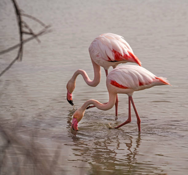 istock Flamingoes hunting for food 830600646