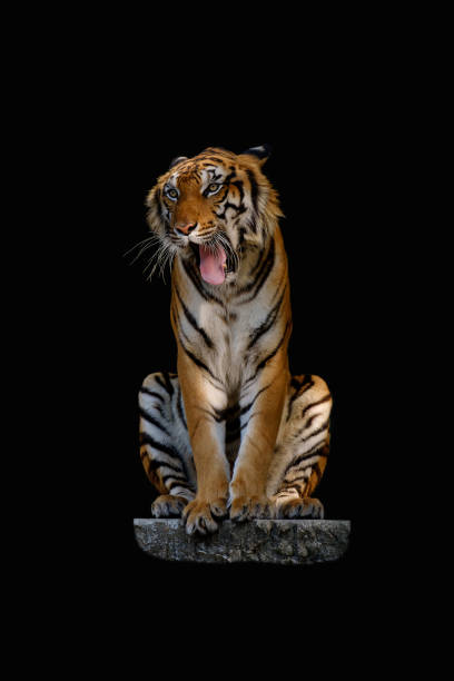 istock Isolated of tiger. 830601264