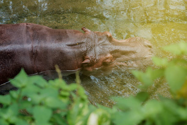 hippopotamus in the water - hippopotamus amphibian sleeping hippo sleeping imagens e fotografias de stock