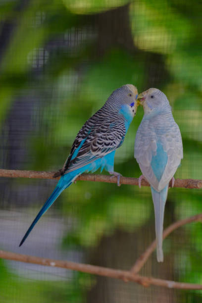 istock Love scene of birds. 830607946