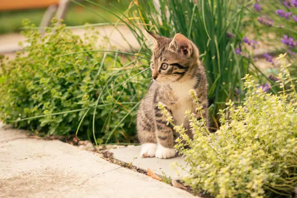Horizontal photo of few weeks old kitten. Tomcat with tabby fur, white paws and chest. Cat sits on concrete tile in the garden with few herbs around like chive or thyme.