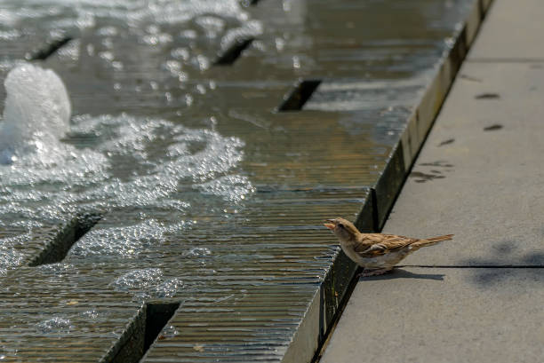 small sparrow drinks water from a city fountain, a city scene