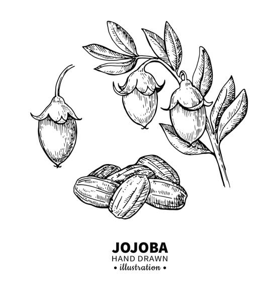 ilustrações, clipart, desenhos animados e ícones de desenho vetorial de jojoba. ilustração vintage isolada de frutas. esboço de estilo gravado orgânico óleo essencial - tratamento botânico de spa