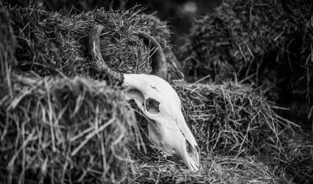 foto di animali - horned death dead texas longhorn cattle foto e immagini stock