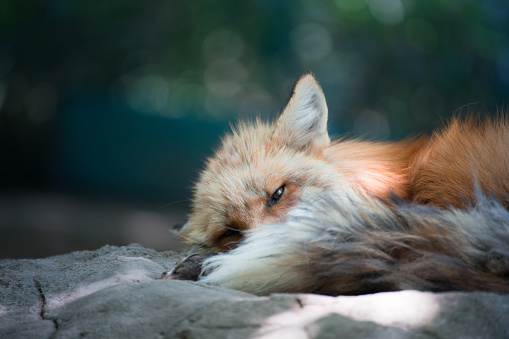 Japanese red fox portrait , Miyagi , Japan