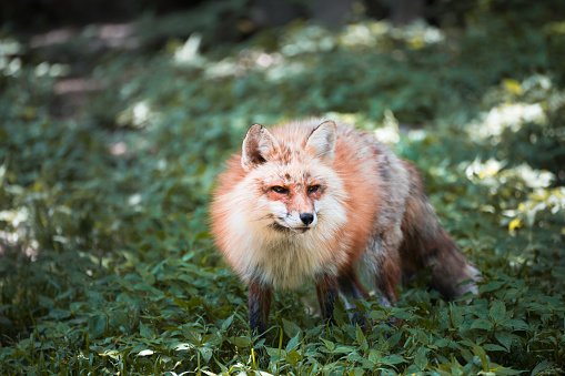 Japanese red fox portrait , Miyagi , Japan