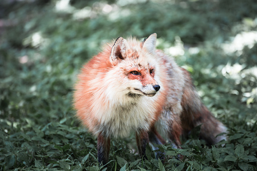 Japanese red fox portrait , Miyagi , Japan