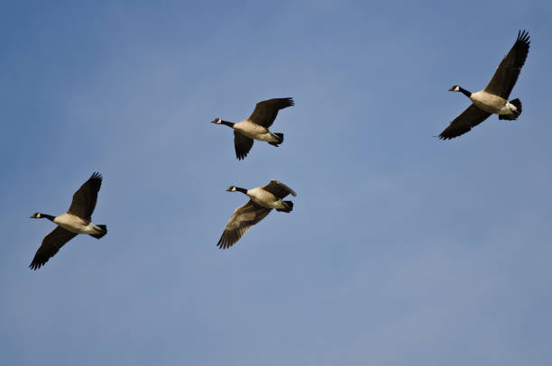 istock Four Canada Geese Flying in a Blue Sky 830661598