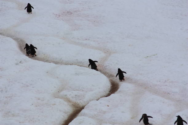 istock Pinguinhighways- Danco Island- Antarctica 830661638