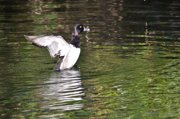 istock Ring-Necked Duck Stretching Its Wings on the Water 830661770