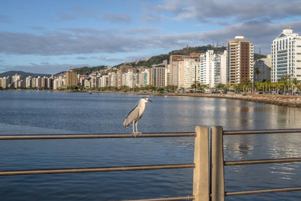 黒戴冠させた夜 heron と都市表示 - フロリアノ ポリス、サンタカタリーナ州ブラジル - heron night heron island water ストックフォトと画像