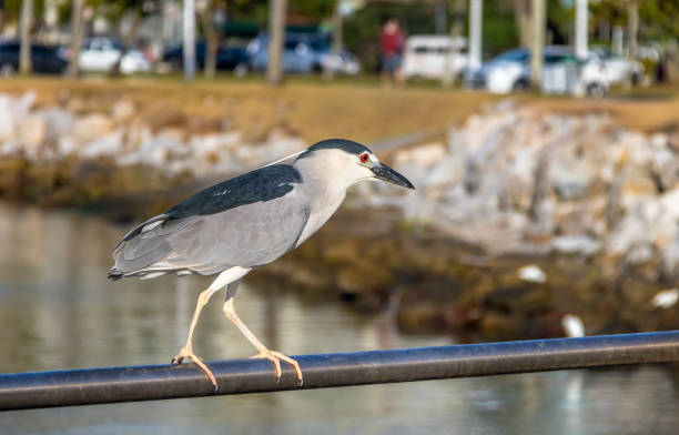 黒戴冠させた夜 heron - フロリアノ ポリス、サンタ ・ カタリーナ州、ブラジル - heron night heron island water ストックフォトと画像