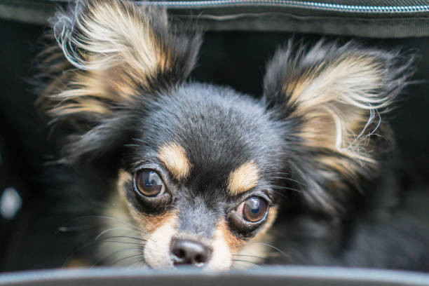 istock Dog sitting in pocket 830669274