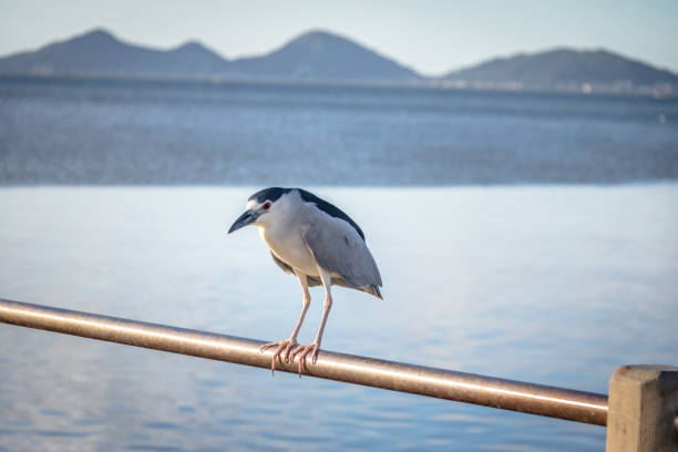 黒戴冠させた夜 heron - フロリアノ ポリス、サンタ ・ カタリーナ州、ブラジル - heron night heron island water ストックフォトと画像