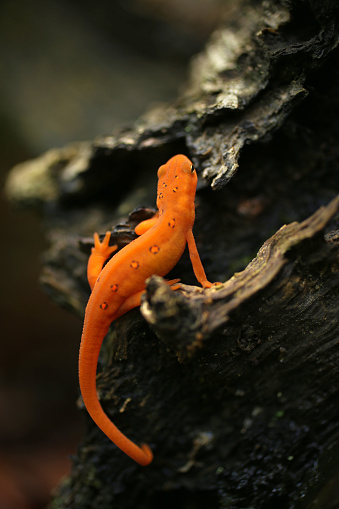 Juvenile Eastern (Red-Spotted) Newt (Notophthalmus viridescens)