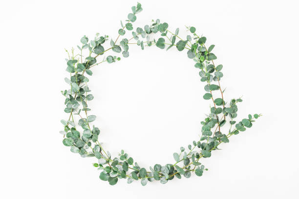 istock Floral round frame made of eucalyptus branches on white background. Flat lay, top view 830683226