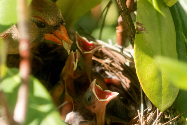 istock Cardinal on the nest with food for her babies 830690892