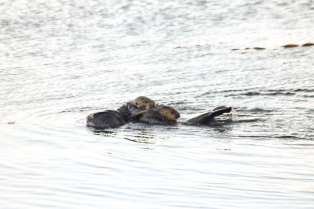 istock Sea Otters in Morro Bay Harbor 830697594