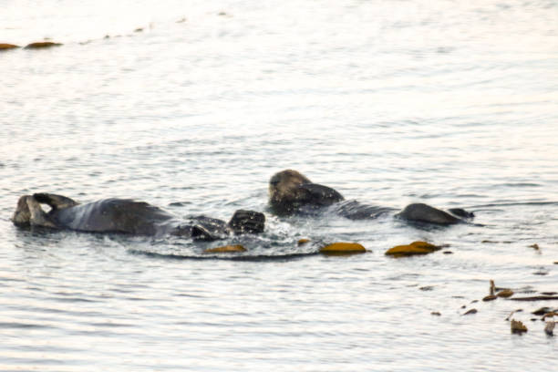 istock Sea Otters in Morro Bay Harbor 830697612