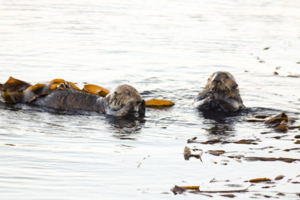 istock Sea Otters in Morro Bay Harbor 830697654