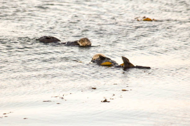 istock Sea Otters in Morro Bay Harbor 830697658