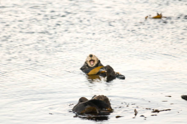 istock Sea Otters in Morro Bay Harbor 830697702