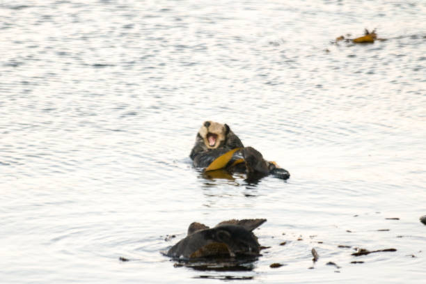 istock Sea Otters in Morro Bay Harbor 830697706