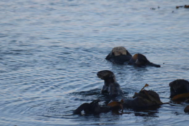 istock Sea Otters in Morro Bay Harbor 830697756