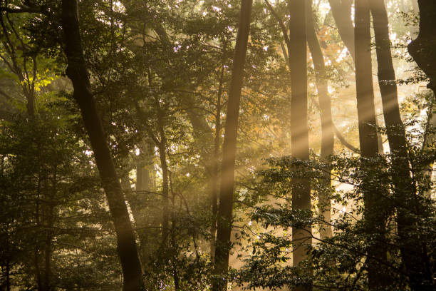 istock Sun rays of light in the japan garden. 830699990