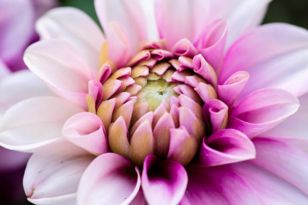istock extreme macro of a colorful flower 830713360