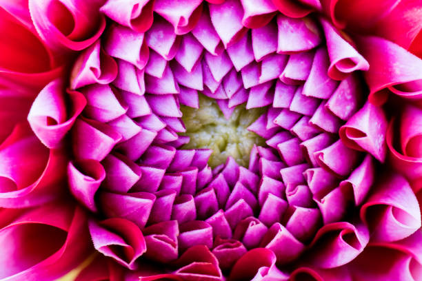 istock extreme macro of a colorful flower 830714052