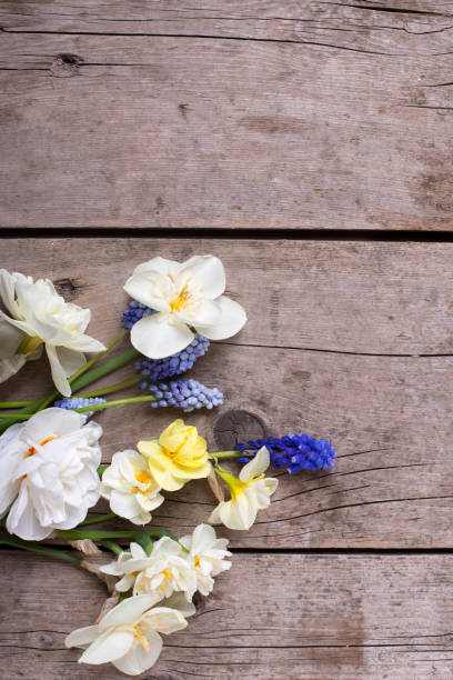 istock Colorful spring  narcissus and  muscaries flowers 830720026