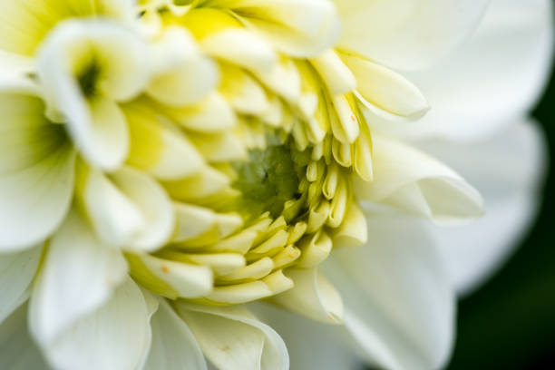 istock extreme macro of a colorful flower 830720800