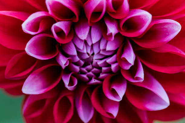 istock extreme macro of a colorful flower 830721558