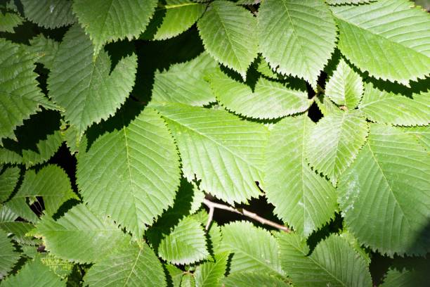 istock Tree leaves in the shade of a tree 830721842
