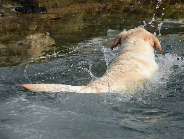 istock Labrador Retriever playing at the beach 830727008