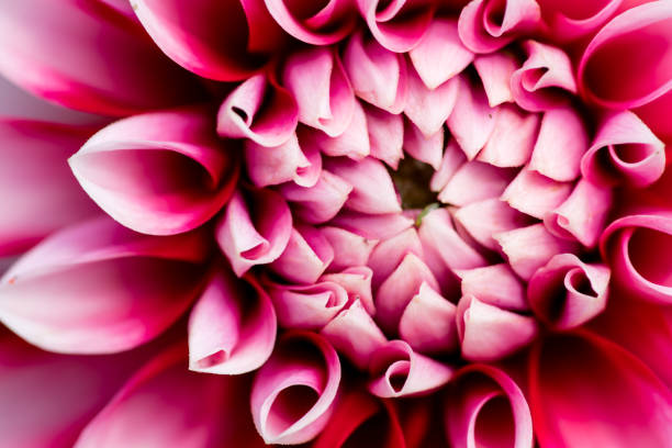 istock extreme macro of a colorful flower 830727290