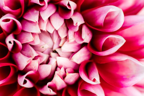 istock extreme macro of a colorful flower 830728140