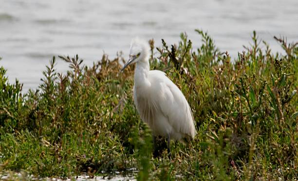 istock little egret bird close up next to sea 830738372