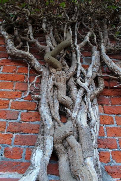 istock The roots of the tree were for a long time. 830757632
