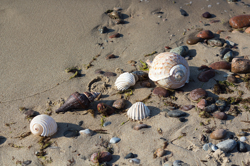 Different shells on the sand, sea background and texture.