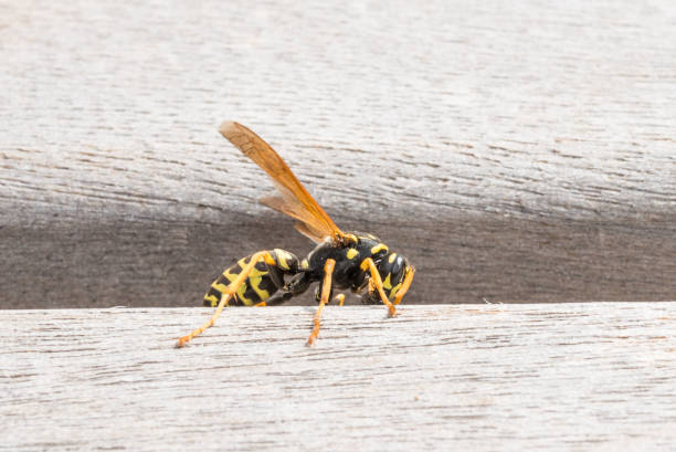 istock Wasp is sitting on a park bench and is chewing wood 830778838