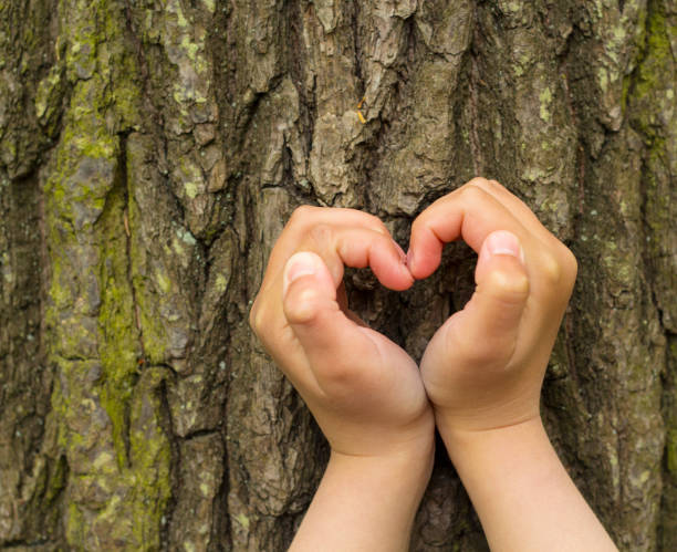 istock Female hands making an heart shape on a trunk of a tree. 830778978