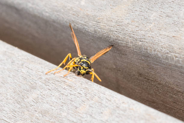 istock Wasp is sitting on a park bench and is chewing wood 830779590